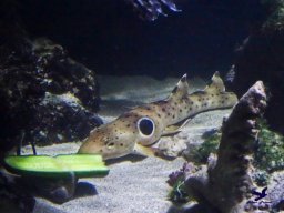 Haus des Meeres 4.02.2026